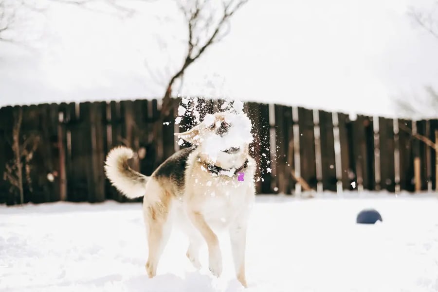 Can Dogs Eat Snow? Snow Safety Tips For Dogs